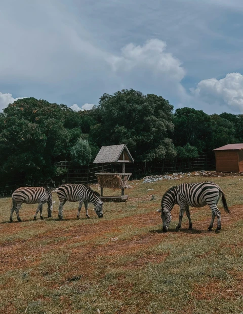 A picture on the Brijuni National Park with 3 zebras on a grass field in front of a forest.